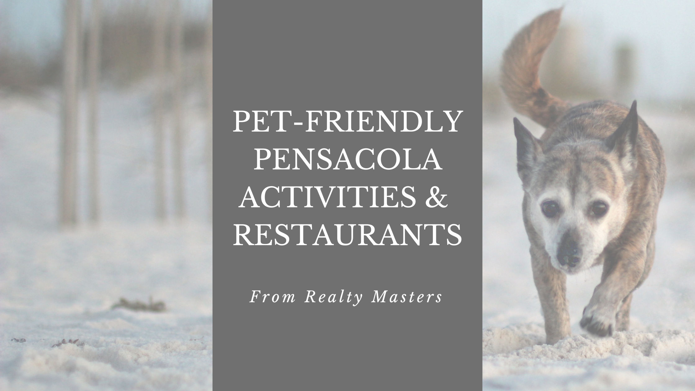 Dog Friendly Businesses in Pensacola